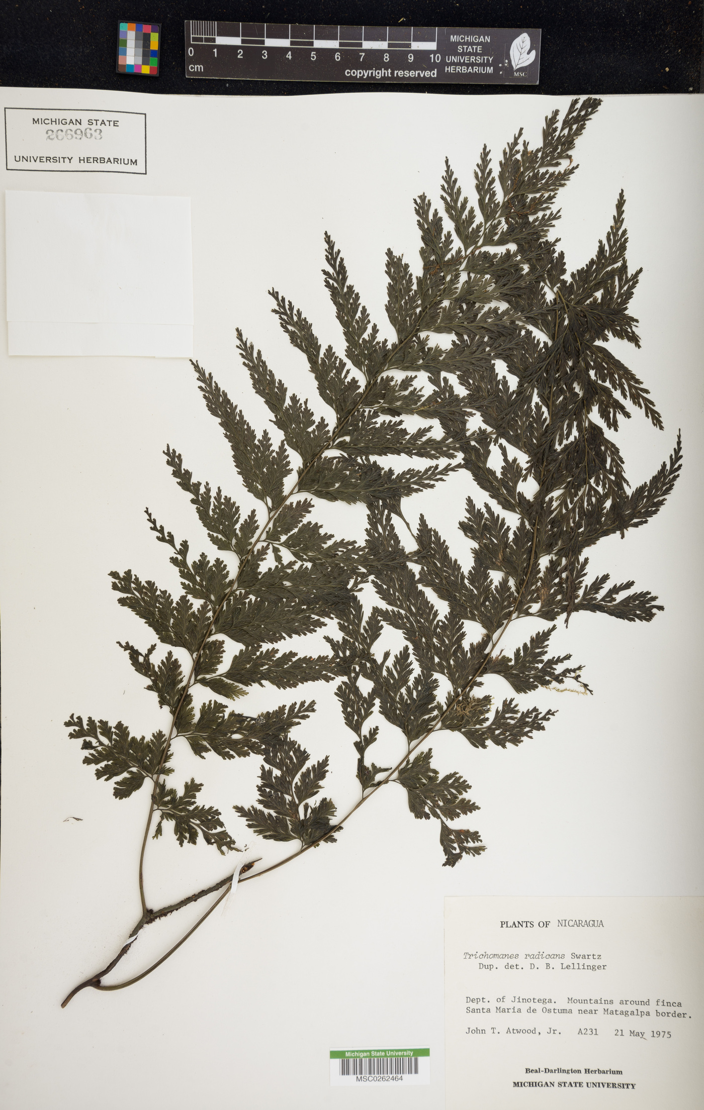 Vandenboschia radicans image