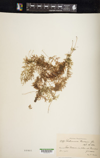 Polyphlebium angustatum image