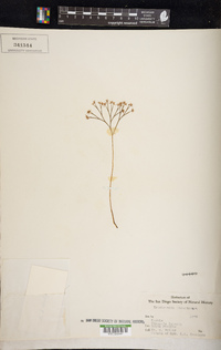 Image of Polyphlebium philippianum