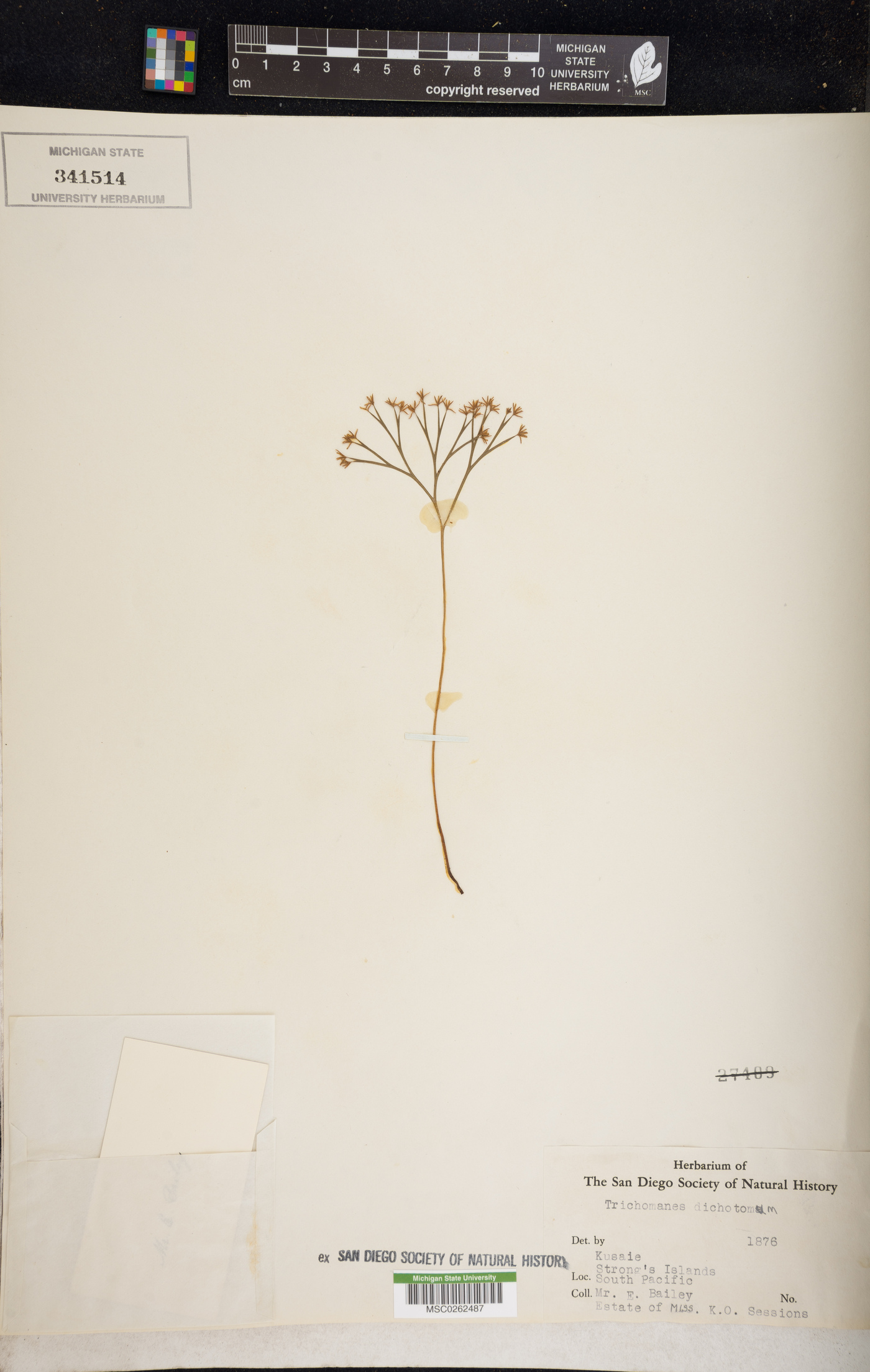 Polyphlebium philippianum image