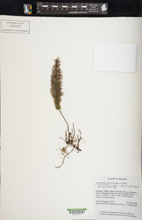 Abrodictyum meifolium image