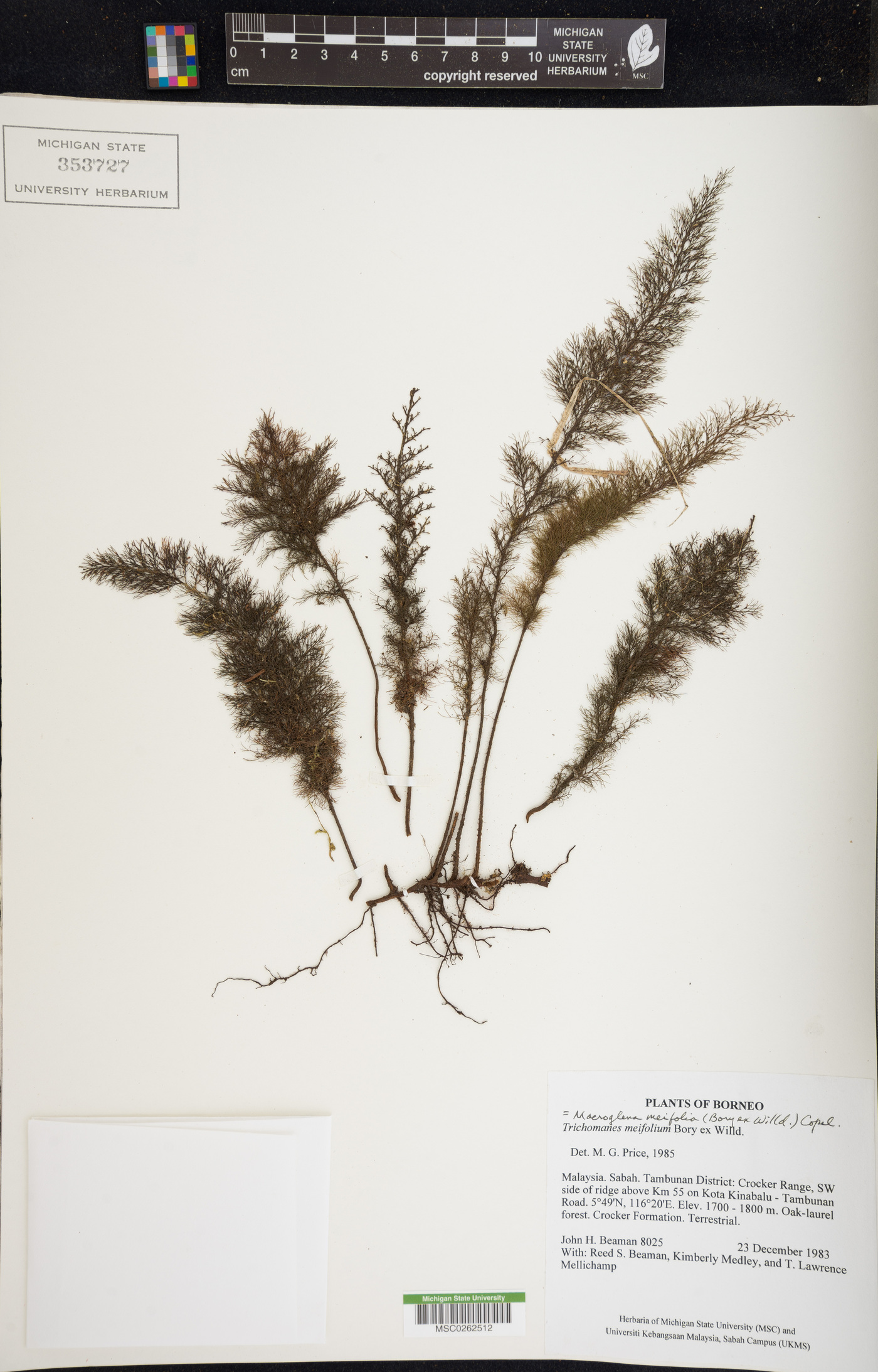 Abrodictyum meifolium image