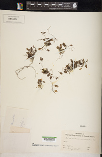 Didymoglossum hymenoides image