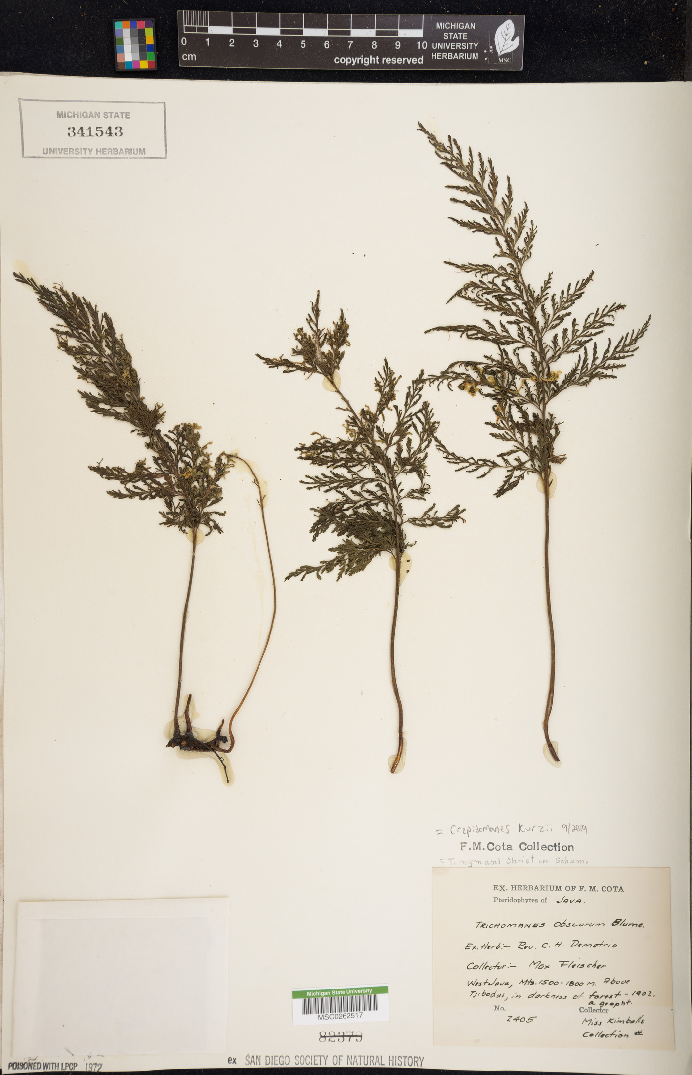Crepidomanes kurzii image