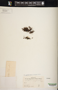 Hymenophyllum sibthorpioides image