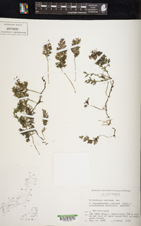 Vandenboschia radicans image