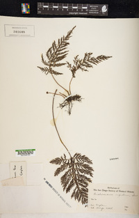 Abrodictyum rigidum image