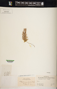 Vandenboschia striata image