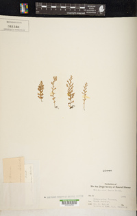 Polyphlebium endlicherianum image