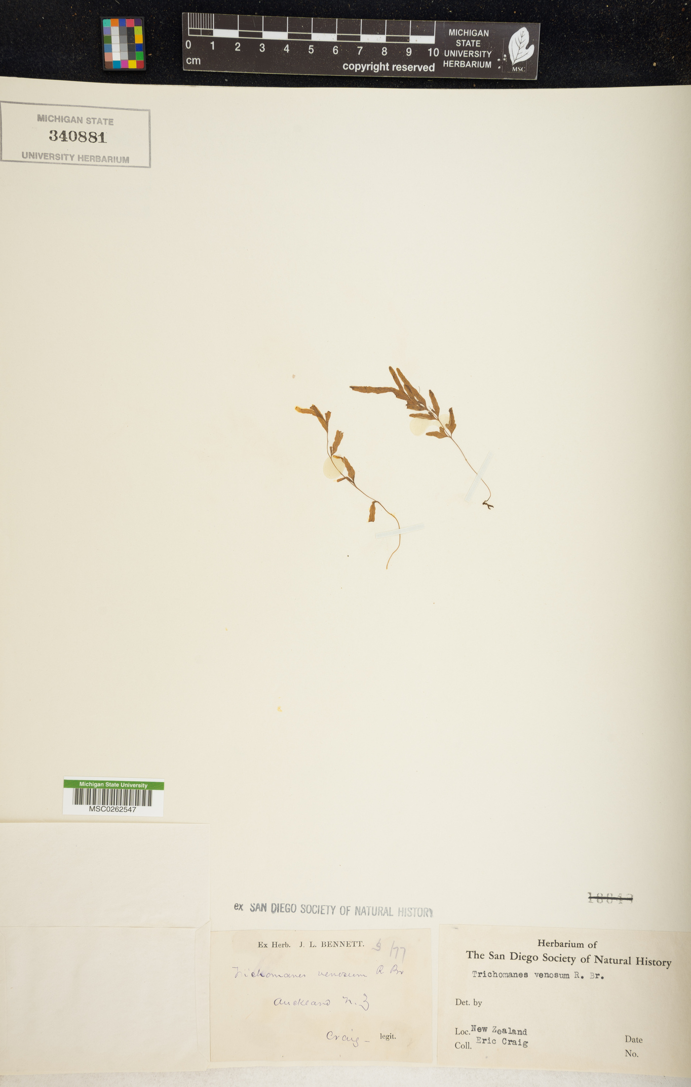 Polyphlebium venosum image