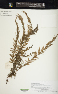 Vandenboschia auriculata image