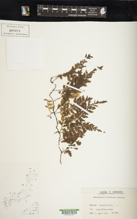 Vandenboschia auriculata image