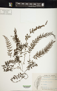 Vandenboschia auriculata image