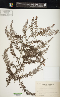 Vandenboschia auriculata image