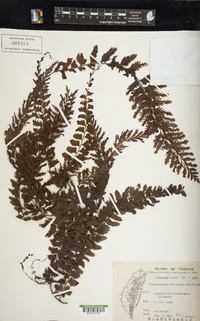 Vandenboschia auriculata image