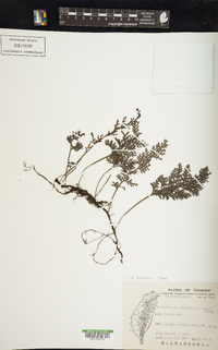 Vandenboschia birmanica image