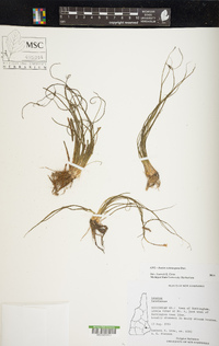 Isoëtes echinospora image