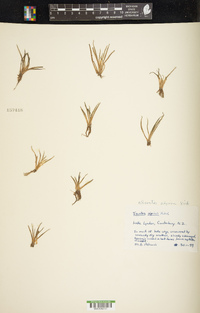 Isoetes alpina image
