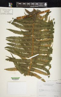 Cyathea conjugata image