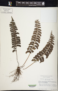 Lindsaea lancea var. lancea image