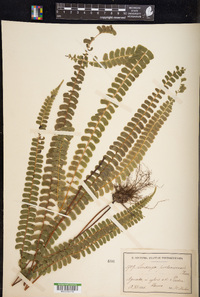 Lindsaea portoricensis image