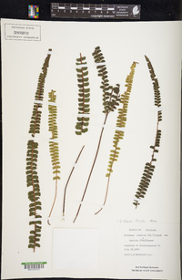 Lindsaea orbiculata image