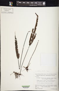 Lindsaea orbiculata image