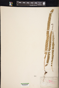 Lindsaea orbiculata image