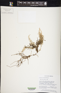 Lindsaea carvifolia image