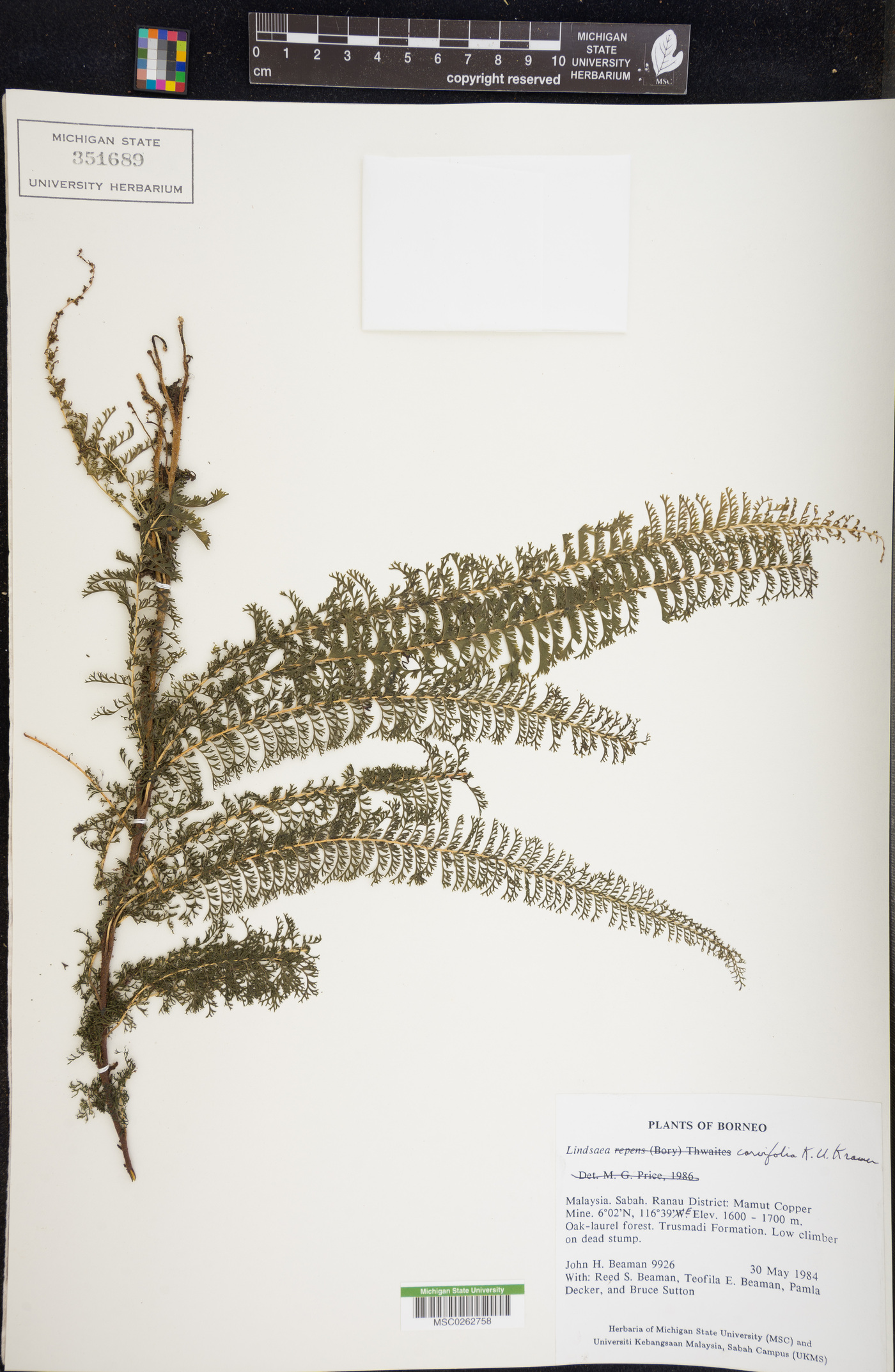 Lindsaea carvifolia image