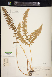 Lindsaea cultrata image