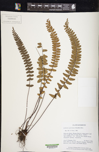 Lindsaea gueriniana image