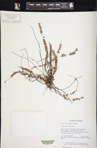 Lindsaea jamesonioides image