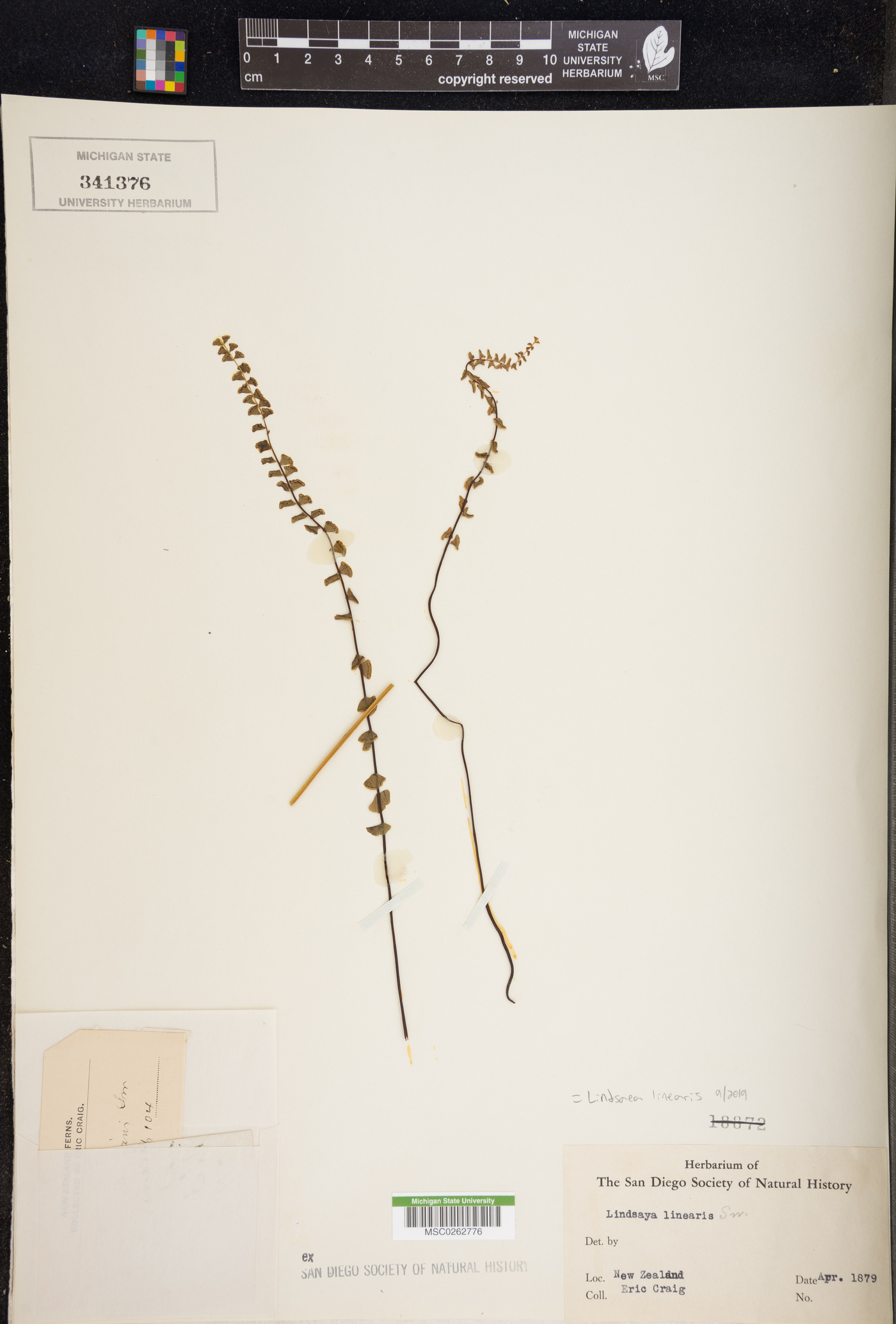 Lindsaea linearis image