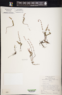 Lindsaea linearis image