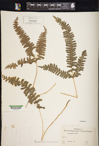 Lindsaea lobata image