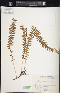 Lindsaea lobata image