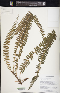 Lindsaea repens image