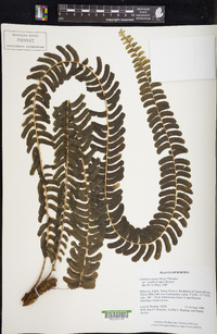 Lindsaea repens image