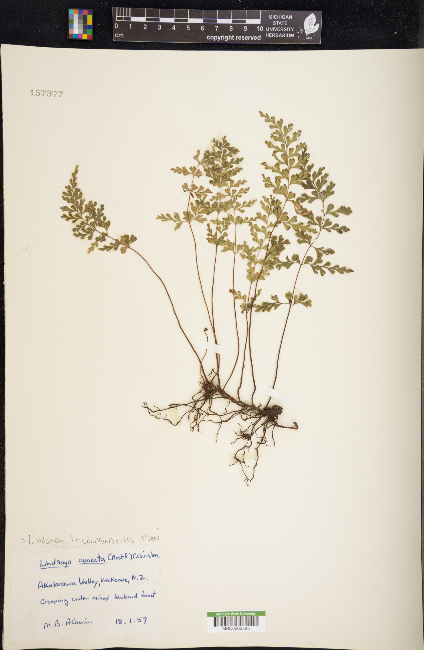 Lindsaea trichomanoides image