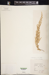 Odontosoria viridis image