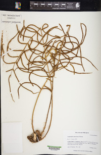 Lomariopsis mexicana image