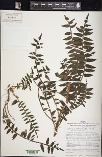 Lomariopsis fendleri image