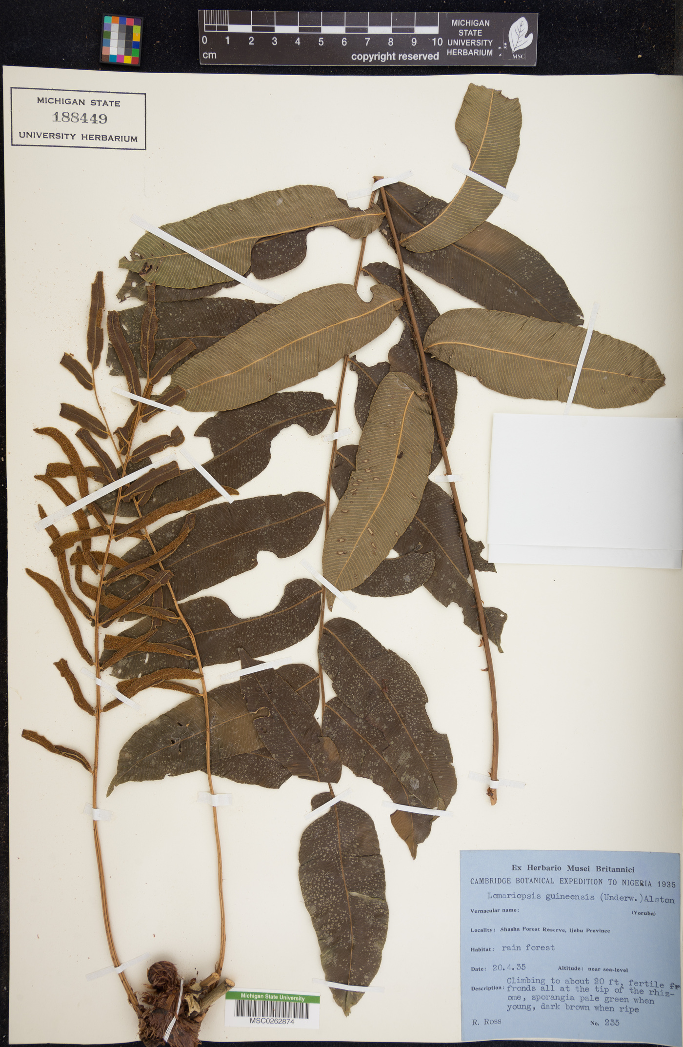 Lomariopsis guineensis image