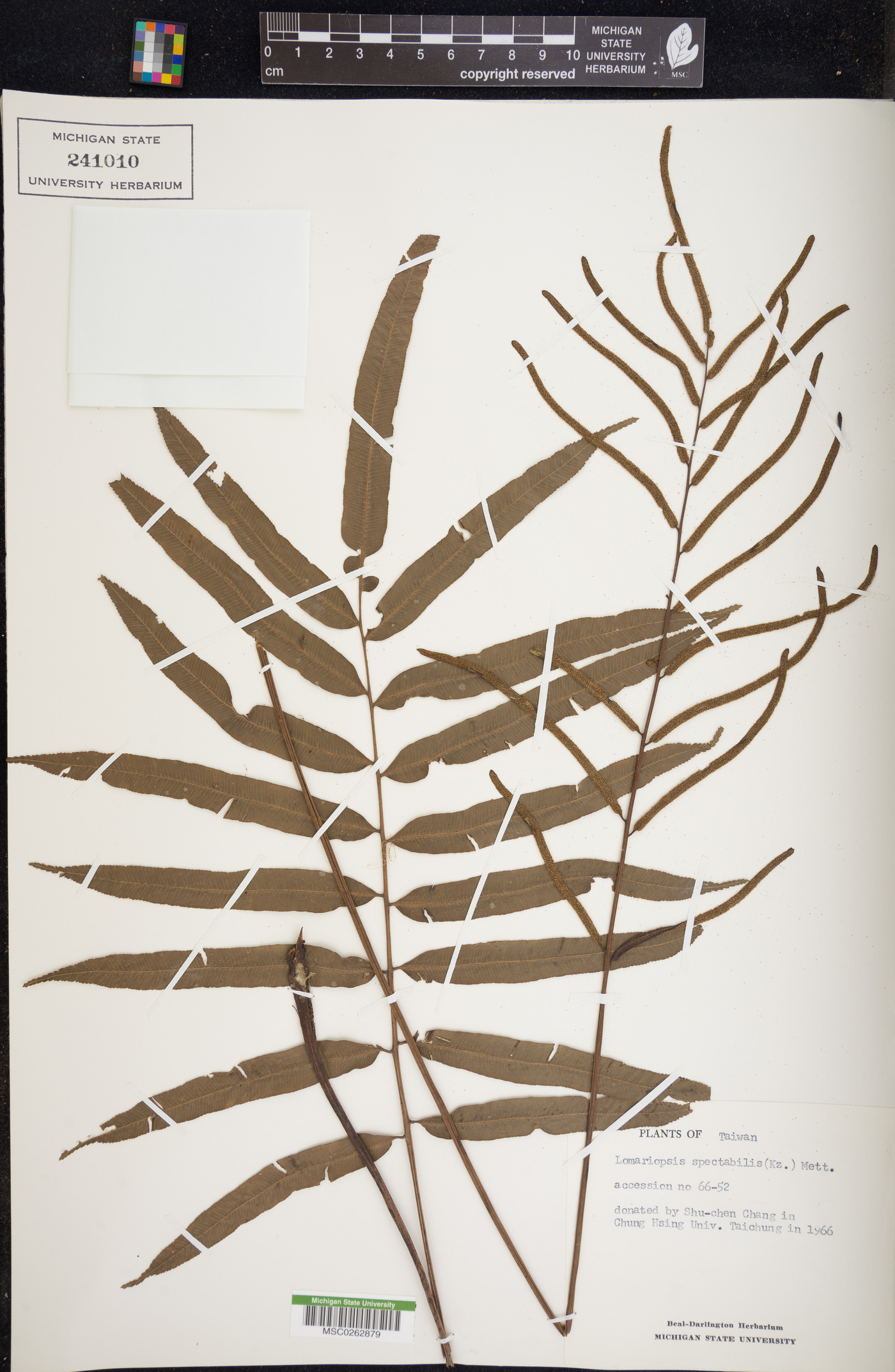 Lomariopsis spectabilis image