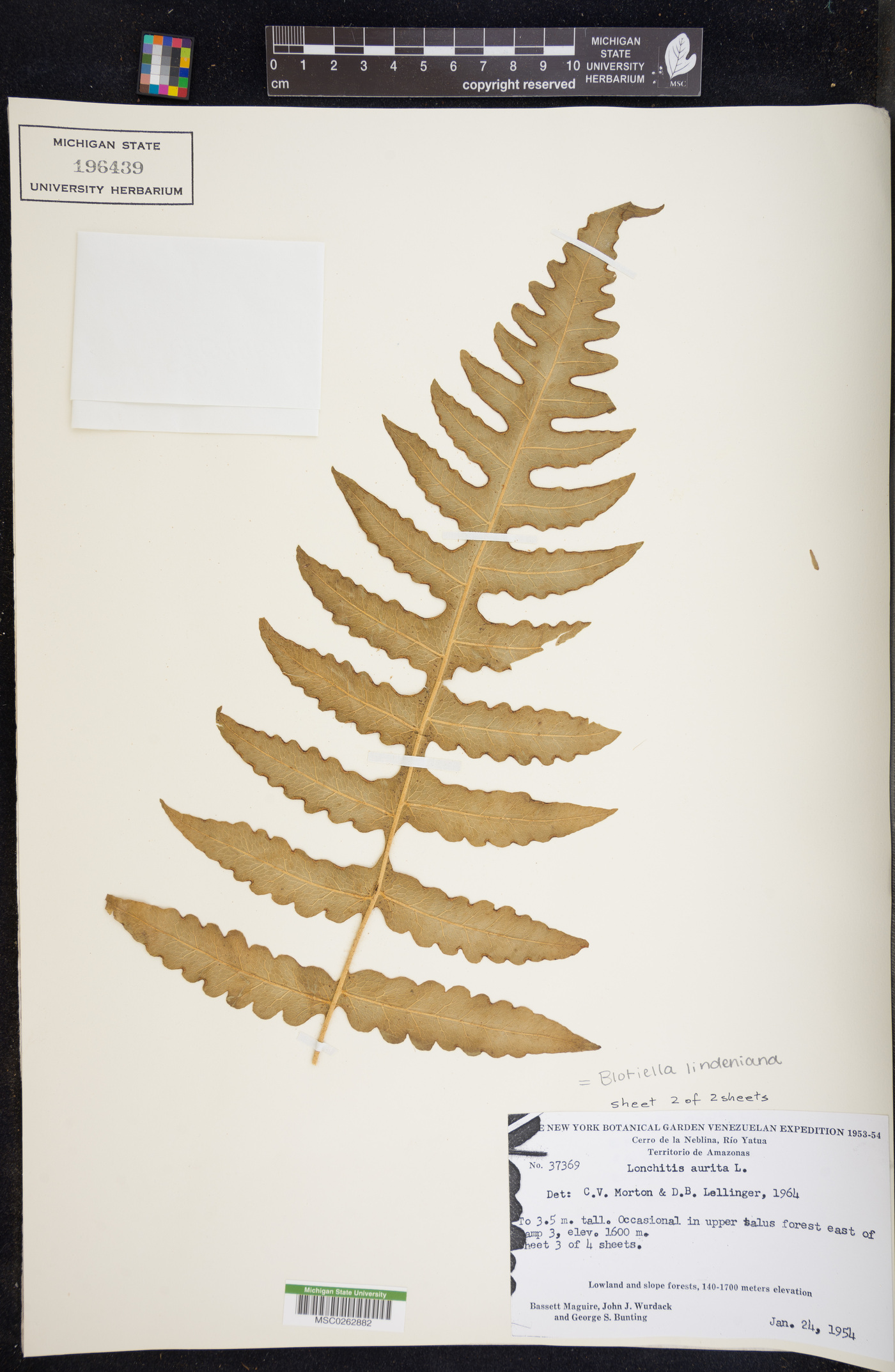 Blotiella lindeniana image