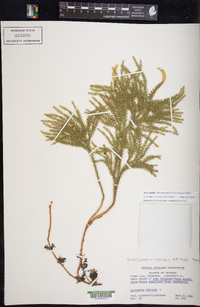 Dendrolycopodium dendroideum image