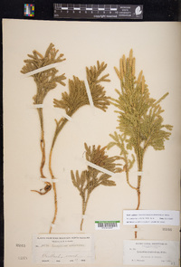 Dendrolycopodium dendroideum image