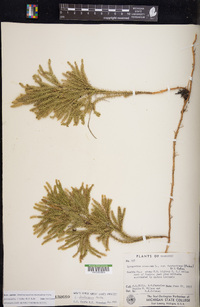 Dendrolycopodium dendroideum image