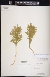 Dendrolycopodium hickeyi image